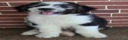 Aussiedoodle dogs for sale: BRODY - Ad 5