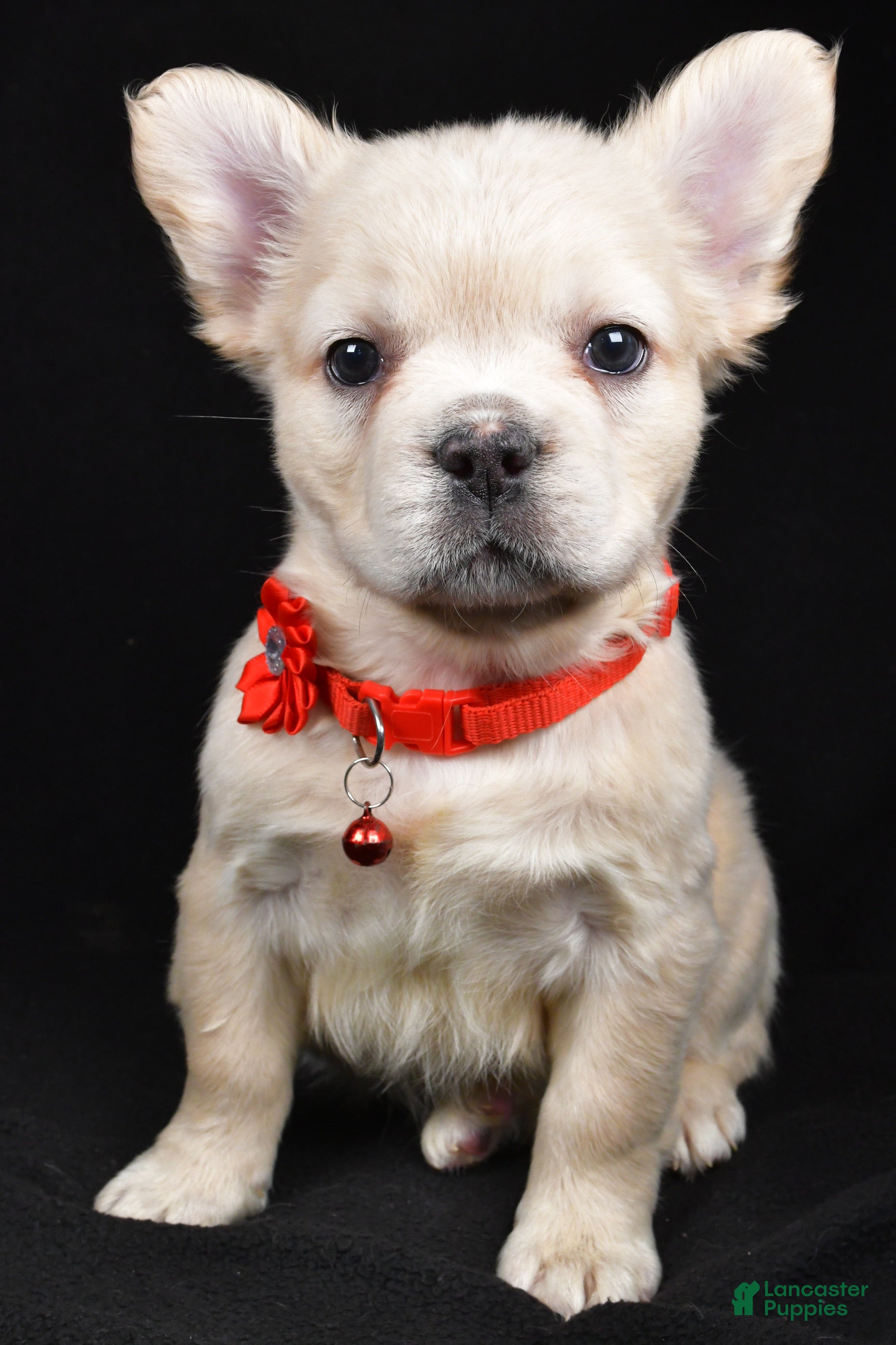 French Bulldog dogs Muffin - Ad 18