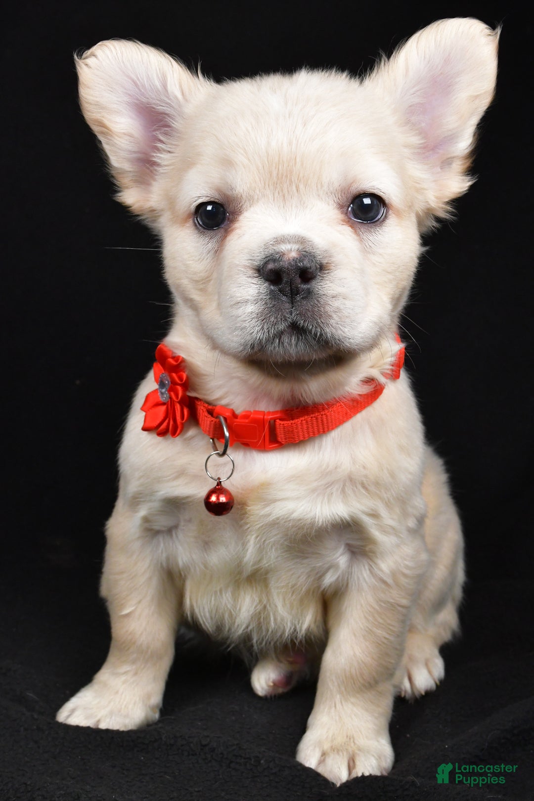 French Bulldog dogs for sale: Muffin - Ad 1