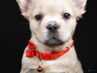 French Bulldog dogs Muffin - Ad 15