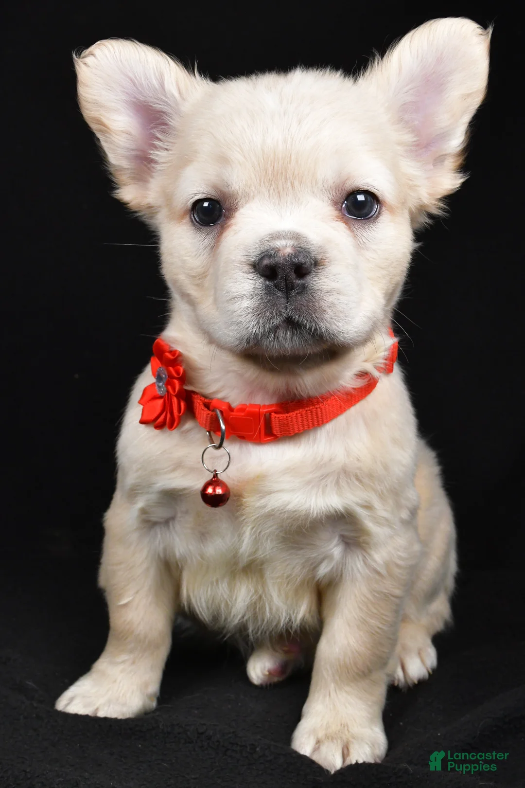 French Bulldog dogs for sale: Muffin - Ad 1