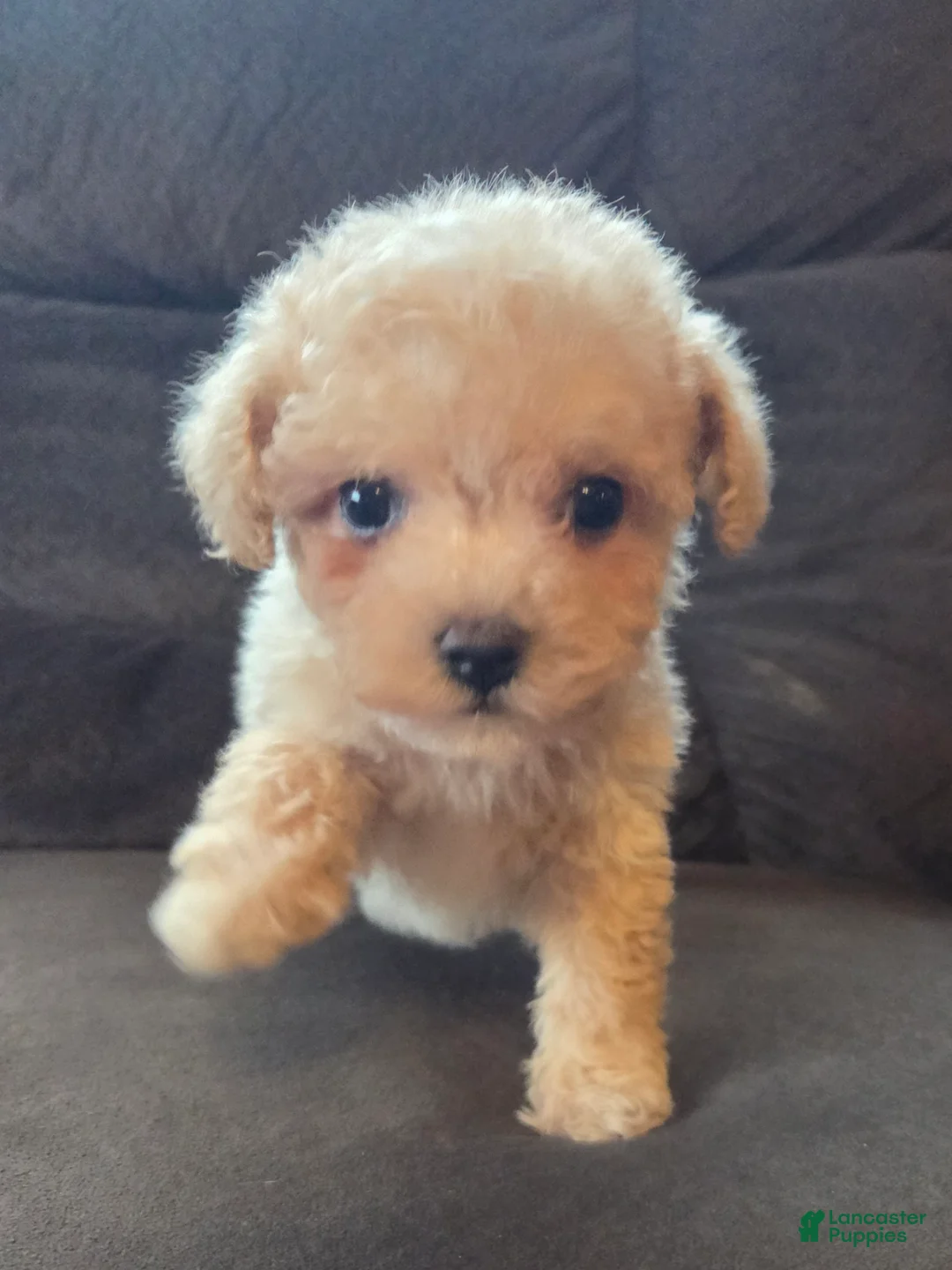 Mixed Breed dogs for sale: Lily Girl  - Ad 2