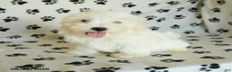Maltese dogs for sale: Icon - Ad 4