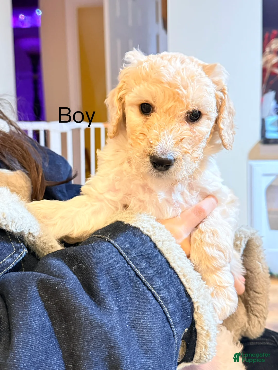 Standard Poodle dogs for sale: Standard Poodle Puppy 3 - Ad 2