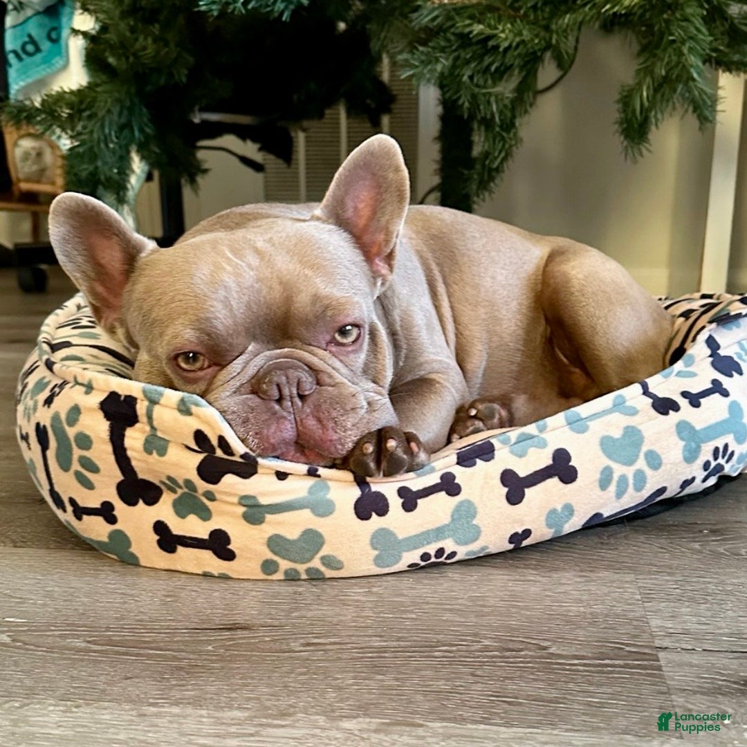 French Bulldog dogs for sale: Enzo - Ad 13