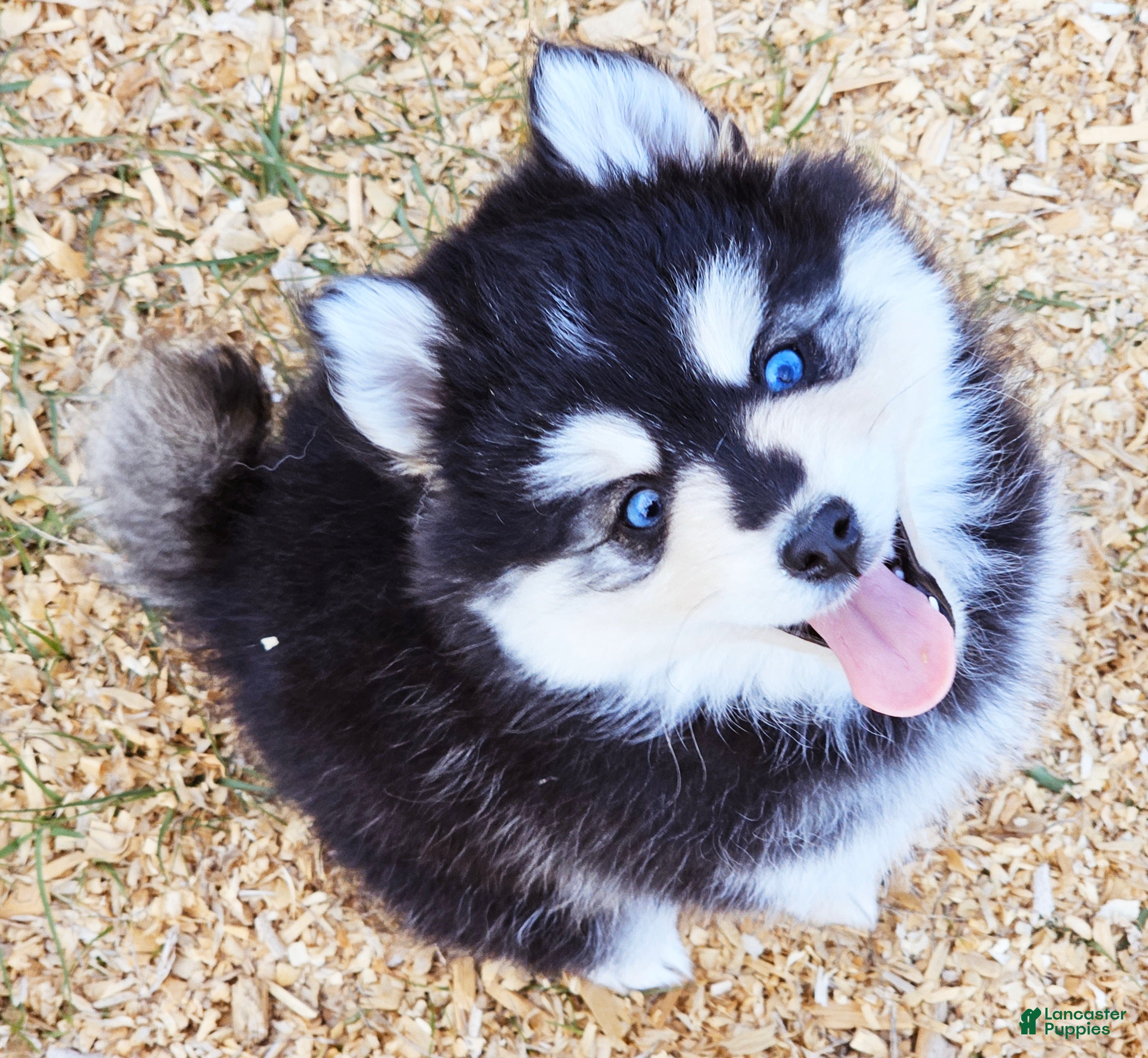 Pomsky dogs Raya - Ad 2