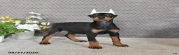 Doberman Pinscher dogs for sale: Sage - Ad 5