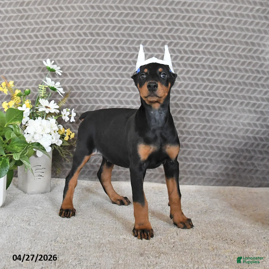 Doberman Pinscher dogs for sale: Sage - Ad 5