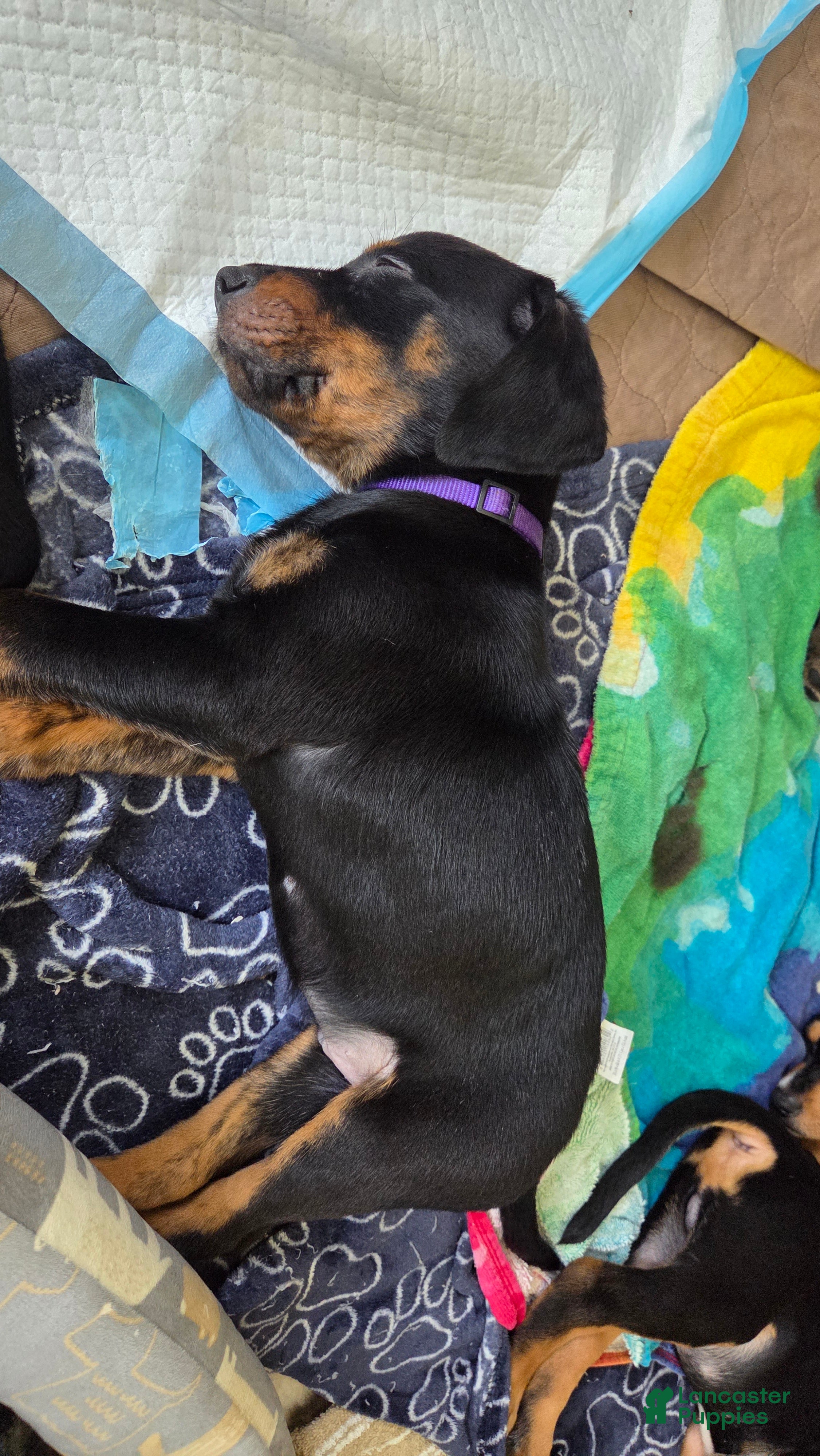 Mixed Breed dogs Mr. Purple - Ad 2