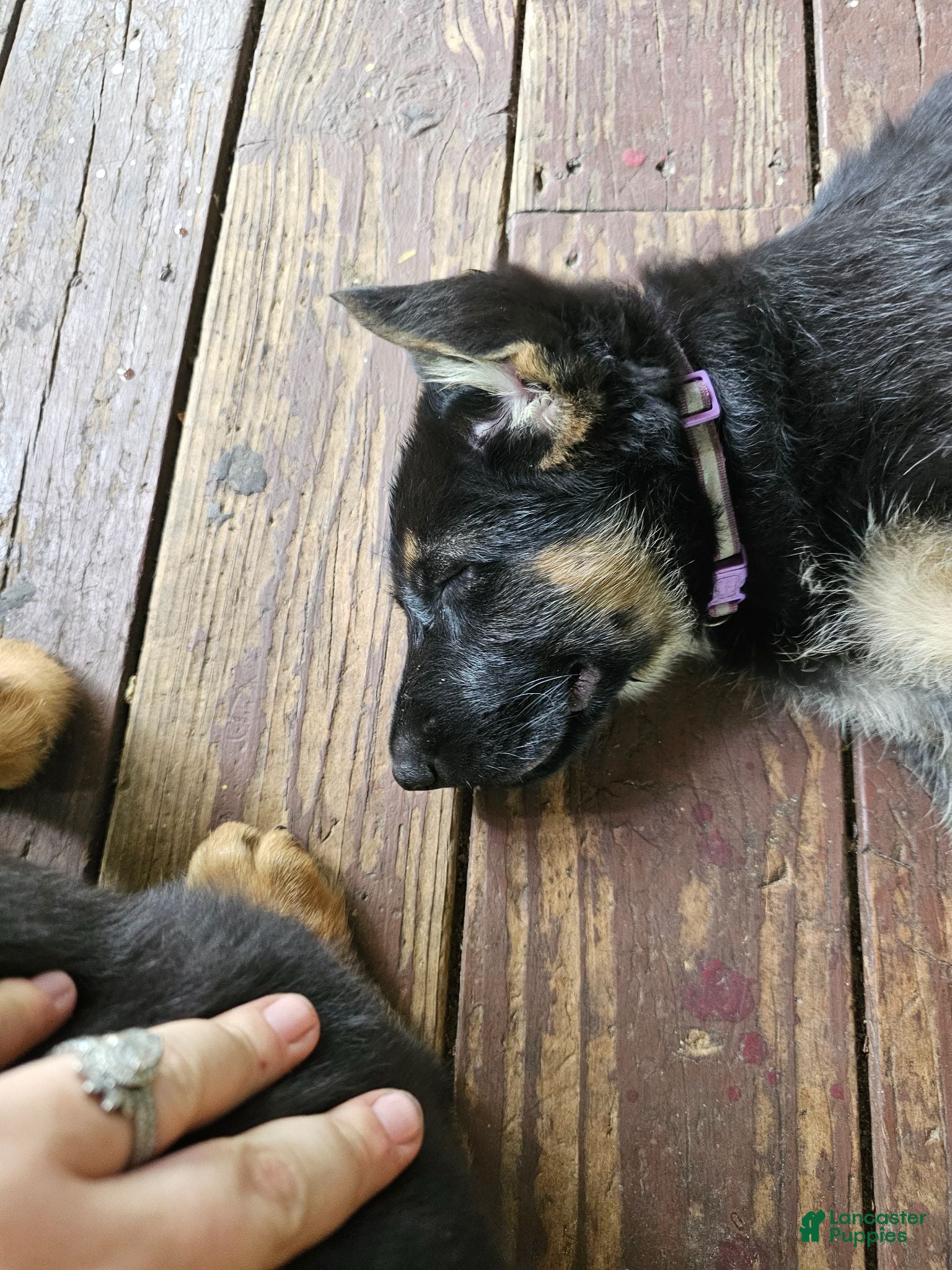German Shepherd dogs German Shepherd  puppys  - Ad 1
