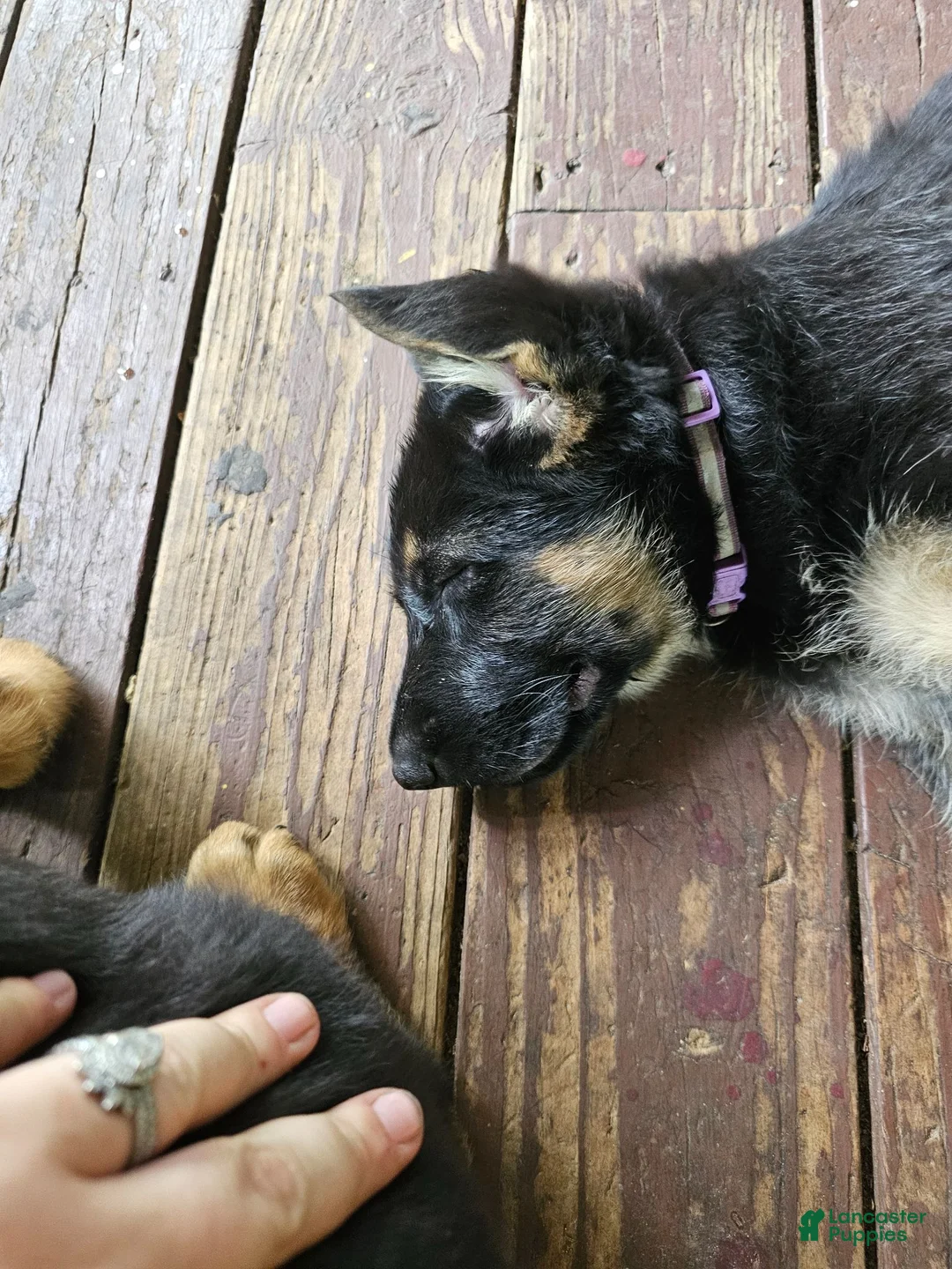 German Shepherd dogs for sale: German Shepherd  puppys  - Ad 1