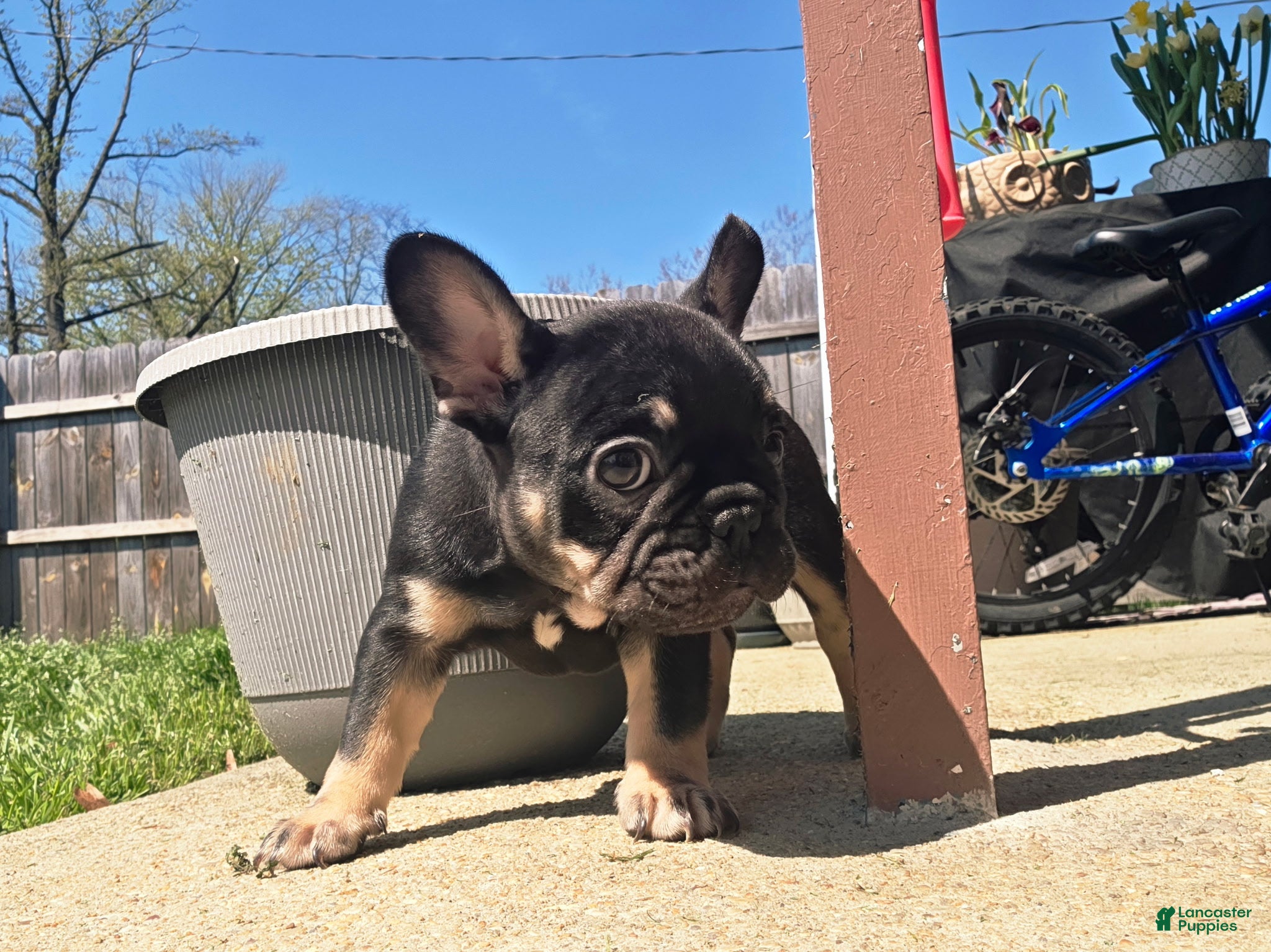 French Bulldog dogs Lucy - Ad 2
