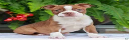 Boston Terrier dogs for sale: Bruce  - Ad 3