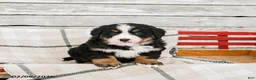 Bernese Mountain Dog dogs for sale: Maple   - Ad 1