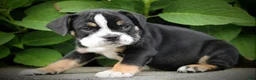 Beabull dogs for sale: Leo - Ad 3