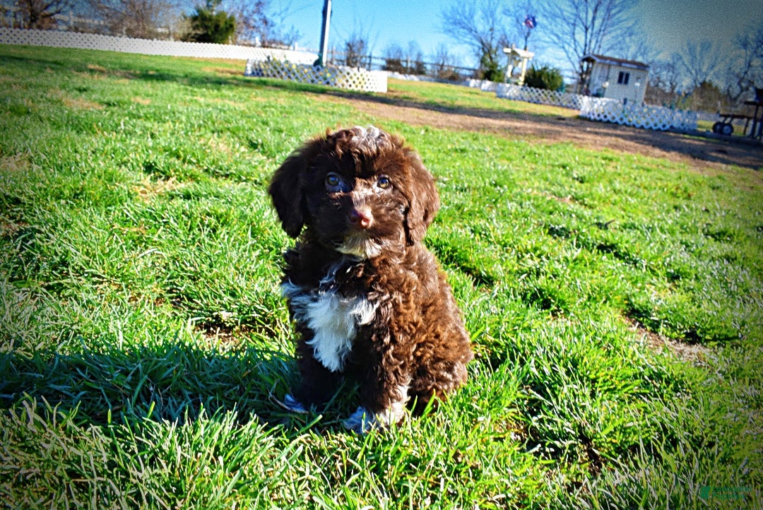 Havapoo dogs for sale: Sunny - Ad 15