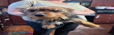 Yorkshire Terrier Puppy 1