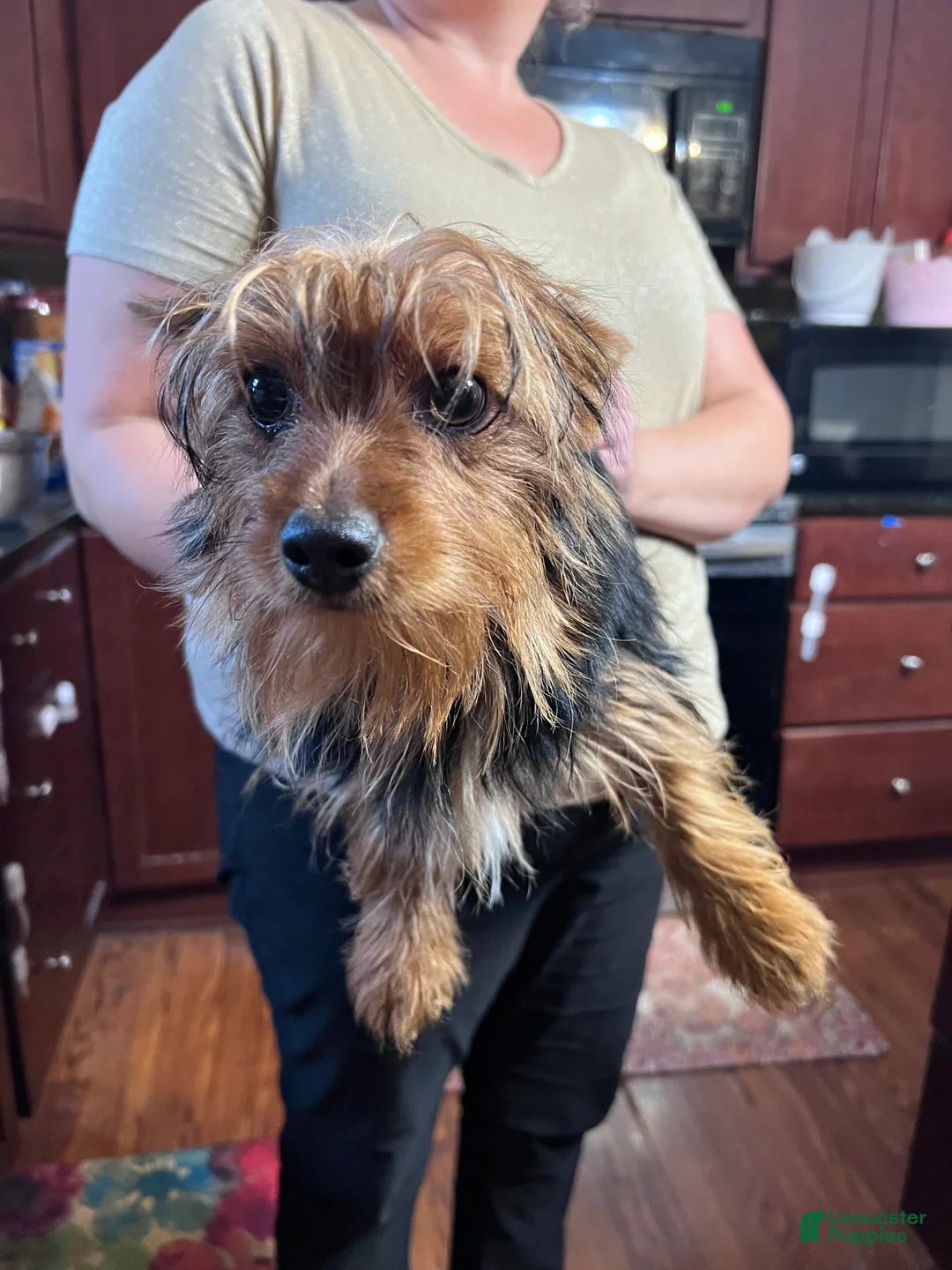 Yorkshire Terrier dogs for sale: Yorkshire Terrier Puppy 1 - Ad 1