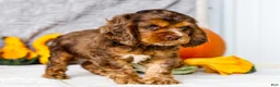 Cocker Spaniel dogs for sale: Zion - Ad 5