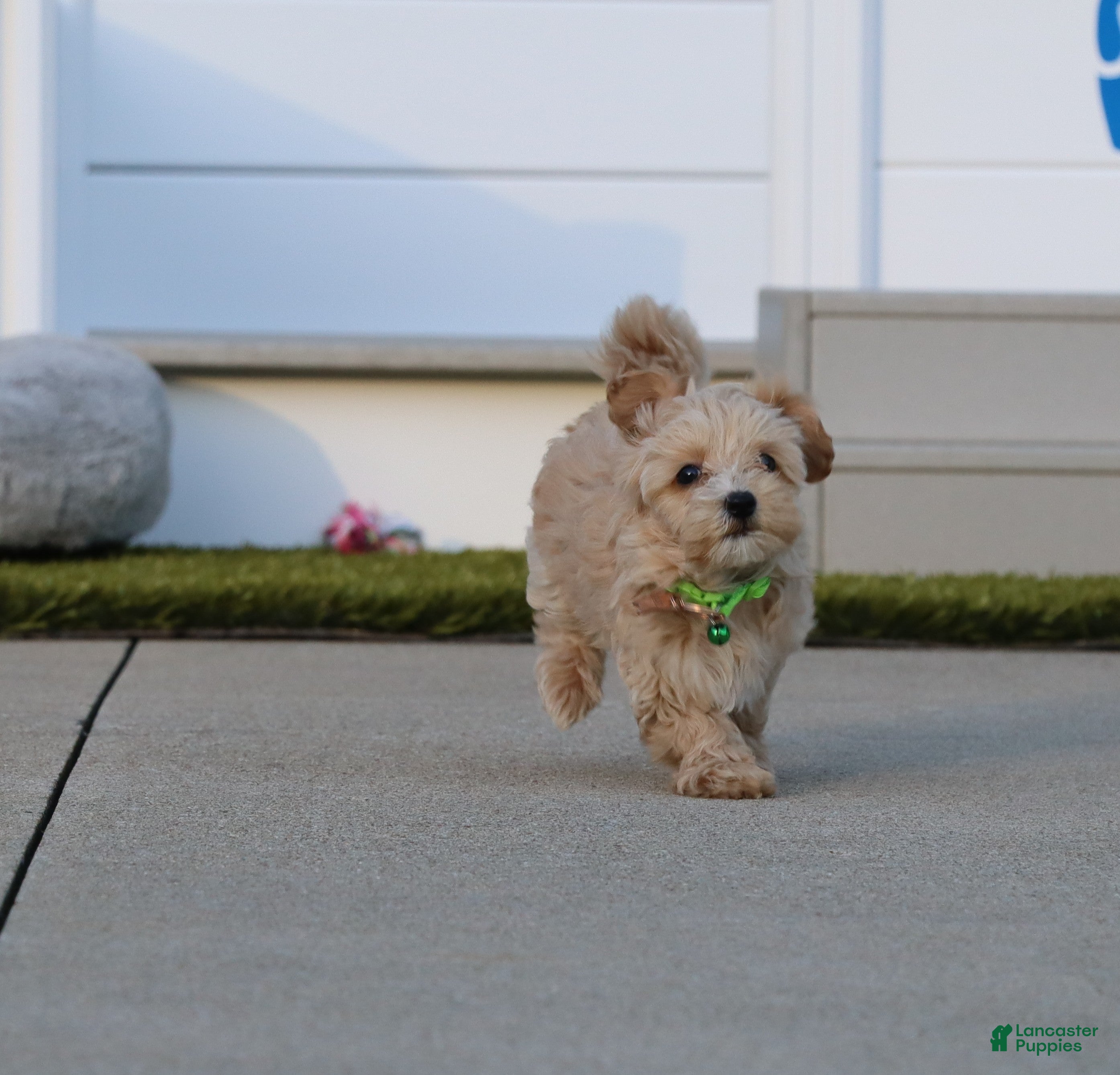 Havapoo dogs Pearl 🌷 Toy/Miniature - Ad 2
