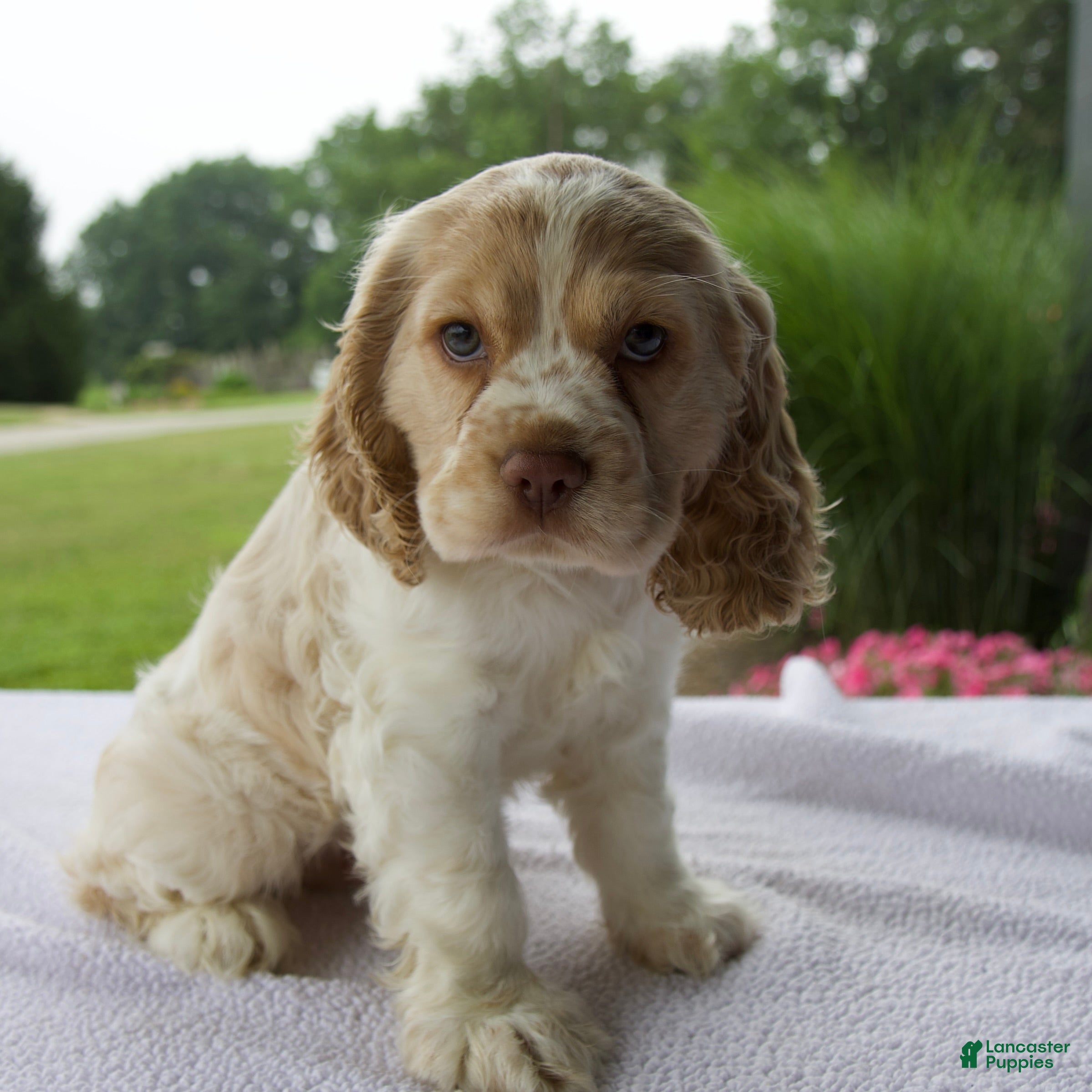 Cocker Spaniel dogs Rasco - Ad 1