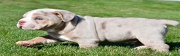 Beabull dogs for sale: Lakota - Ad 12