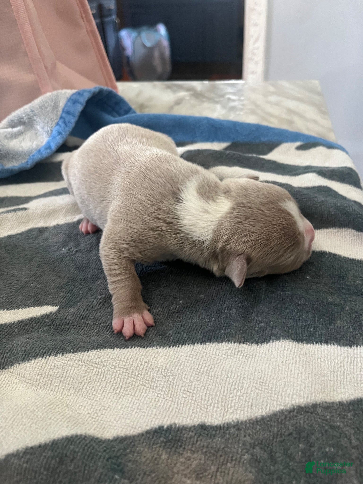 American Bully dogs American Bully Puppy 1 - Ad 34