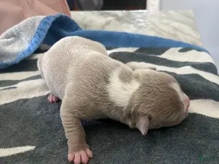 American Bully dogs American Bully Puppy 1 - Ad 34