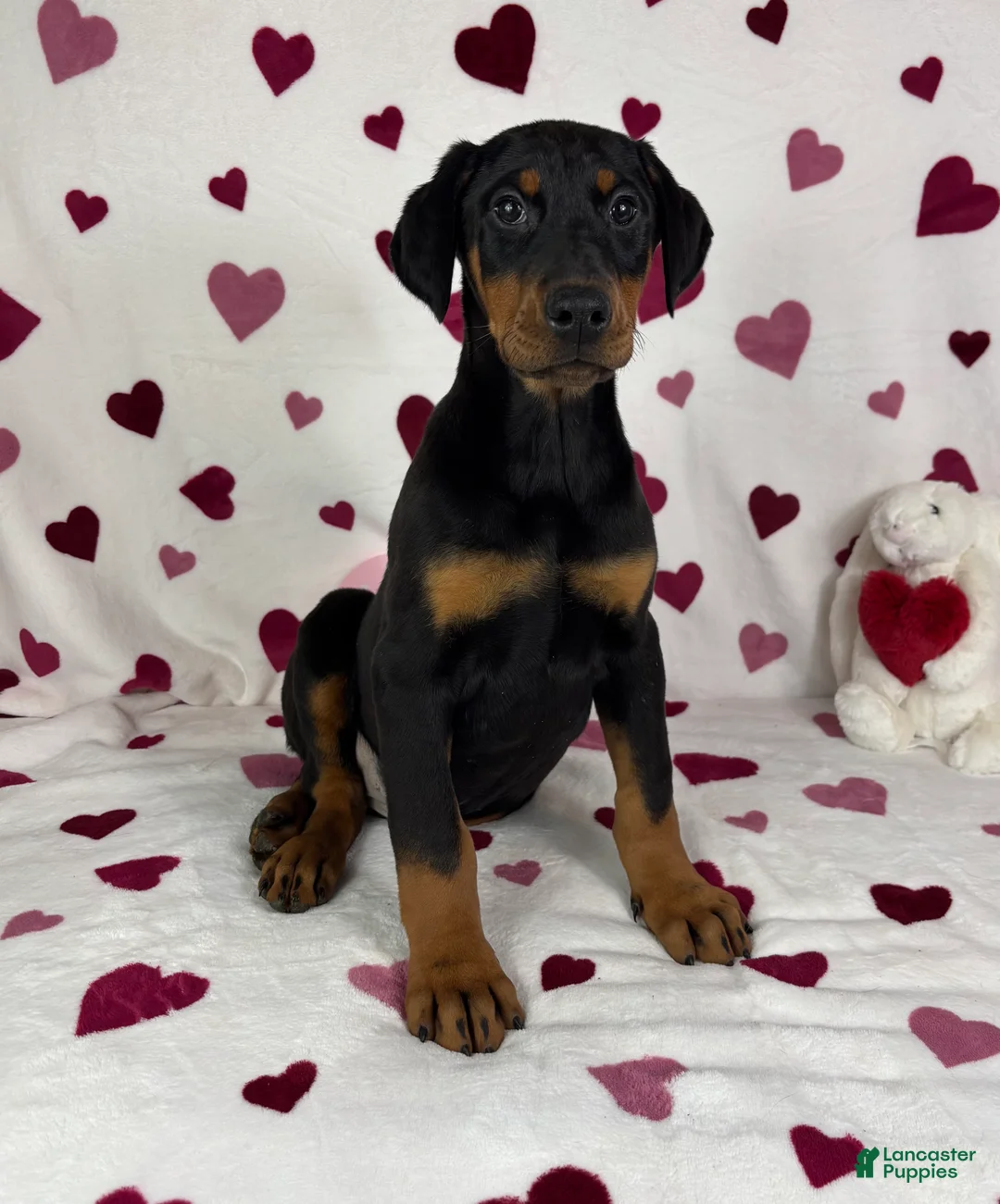 Doberman Pinscher dogs for sale: Dixie - Ad 2