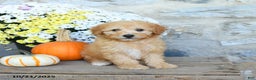 Miniature Poodle dogs for sale: Sunny   - Ad 2
