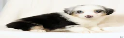 Miniature Australian Shepherd dogs for sale: Lacey - Ad 8