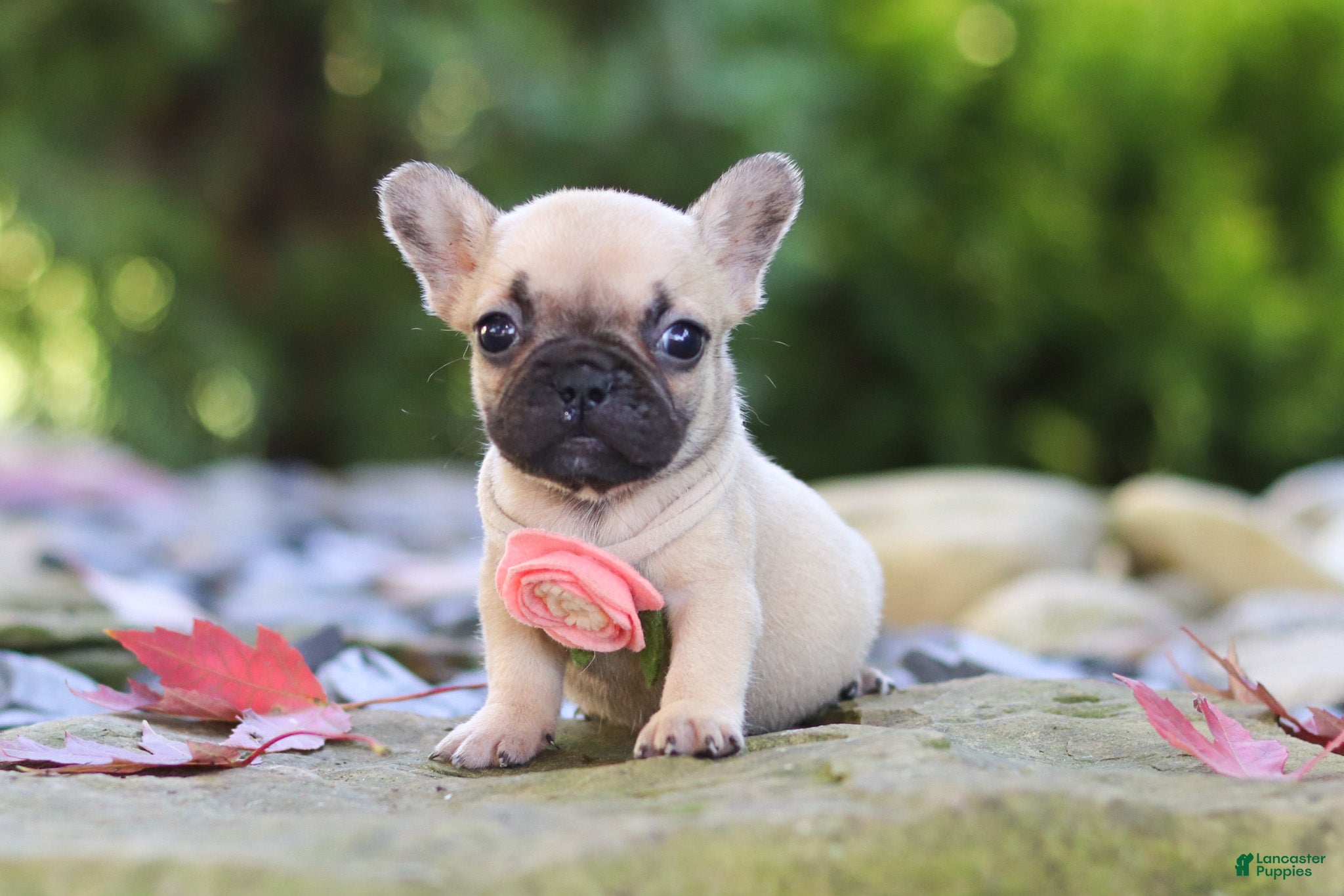 French Bulldog dogs for sale: Brielle - Ad 3