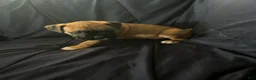 Boxer dogs for sale: Shorty  - Ad 2