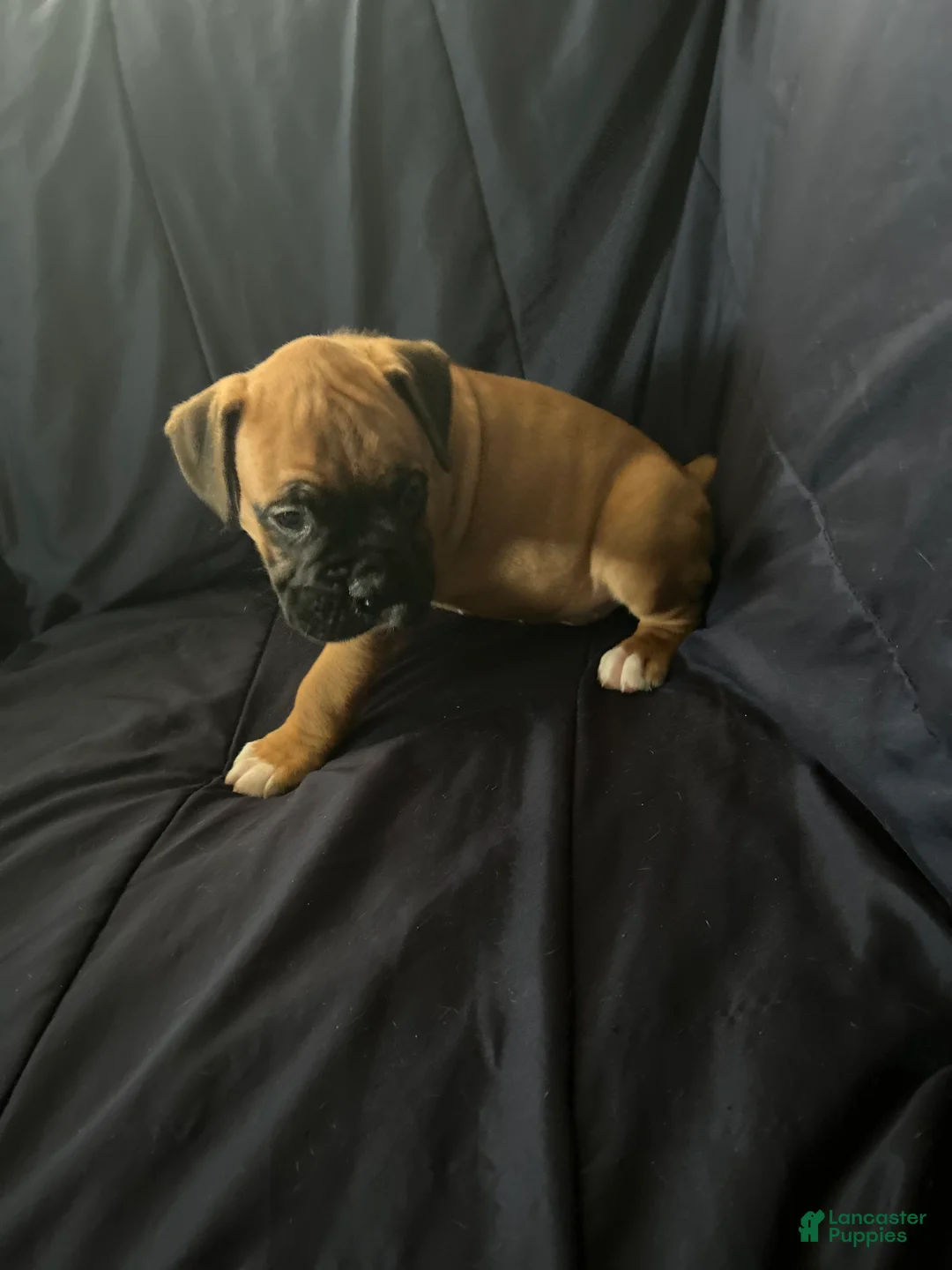 Boxer dogs for sale: Shorty  - Ad 2