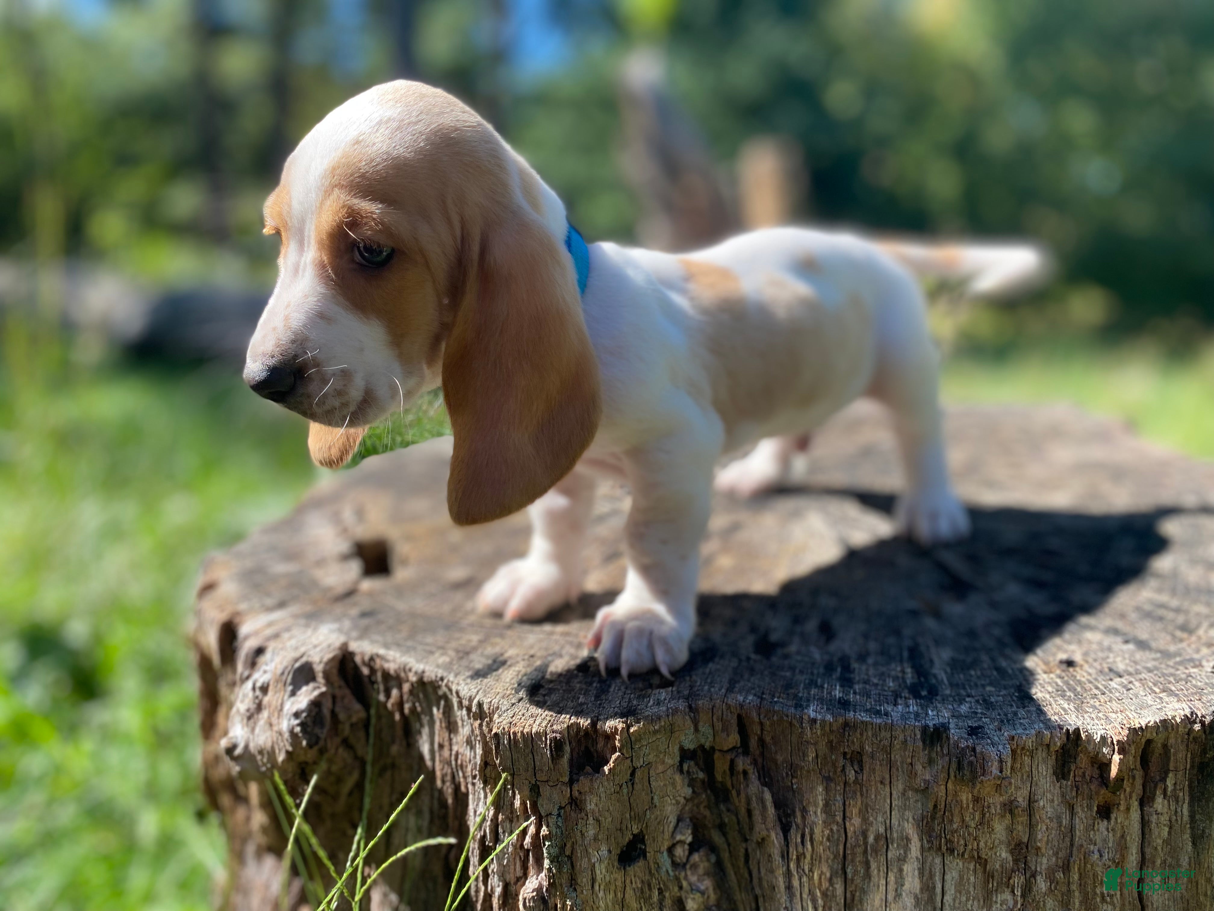 Basset Hound dogs Scout - Ad 2