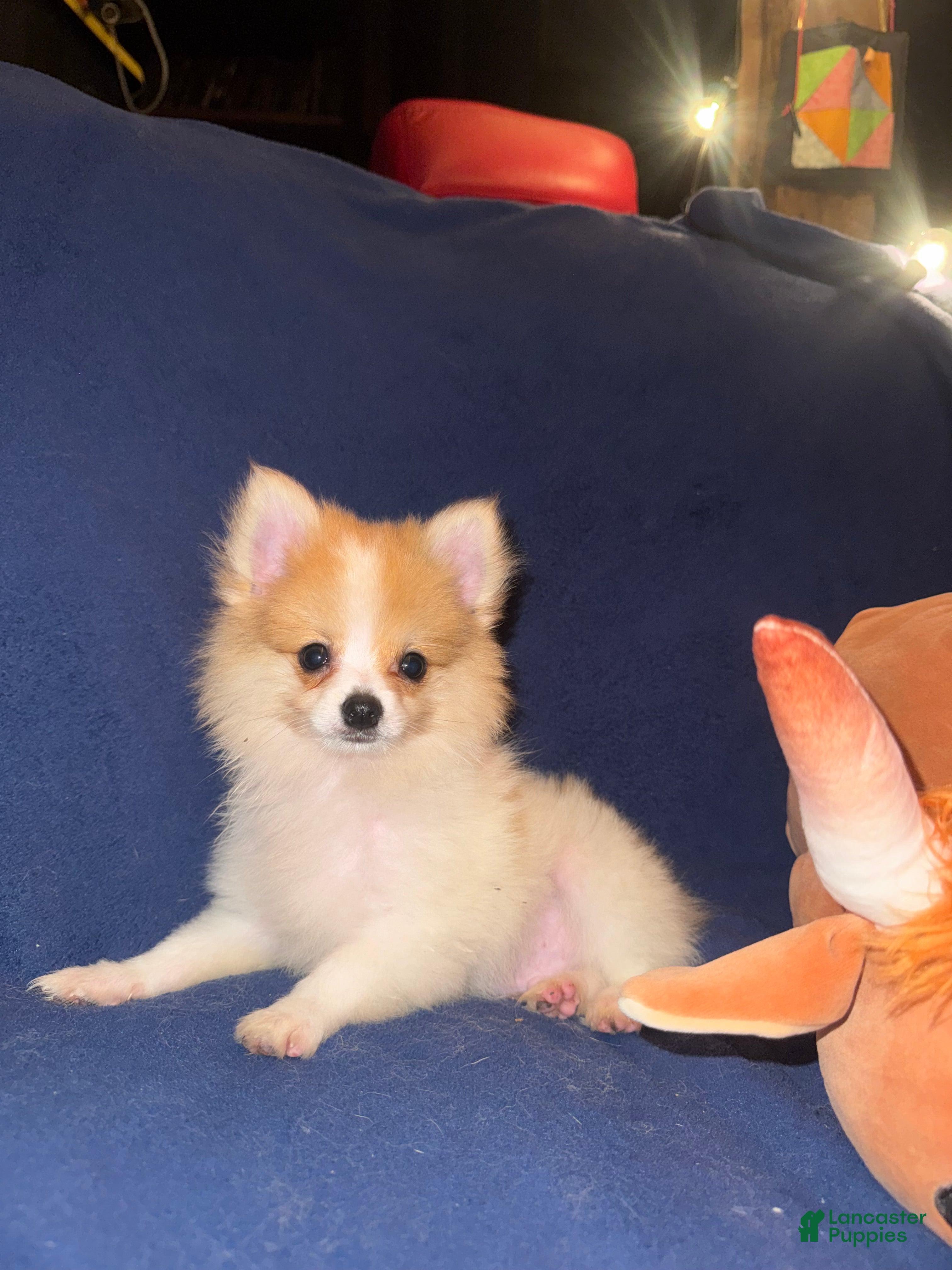 Pomeranian dogs Twix - Ad 1
