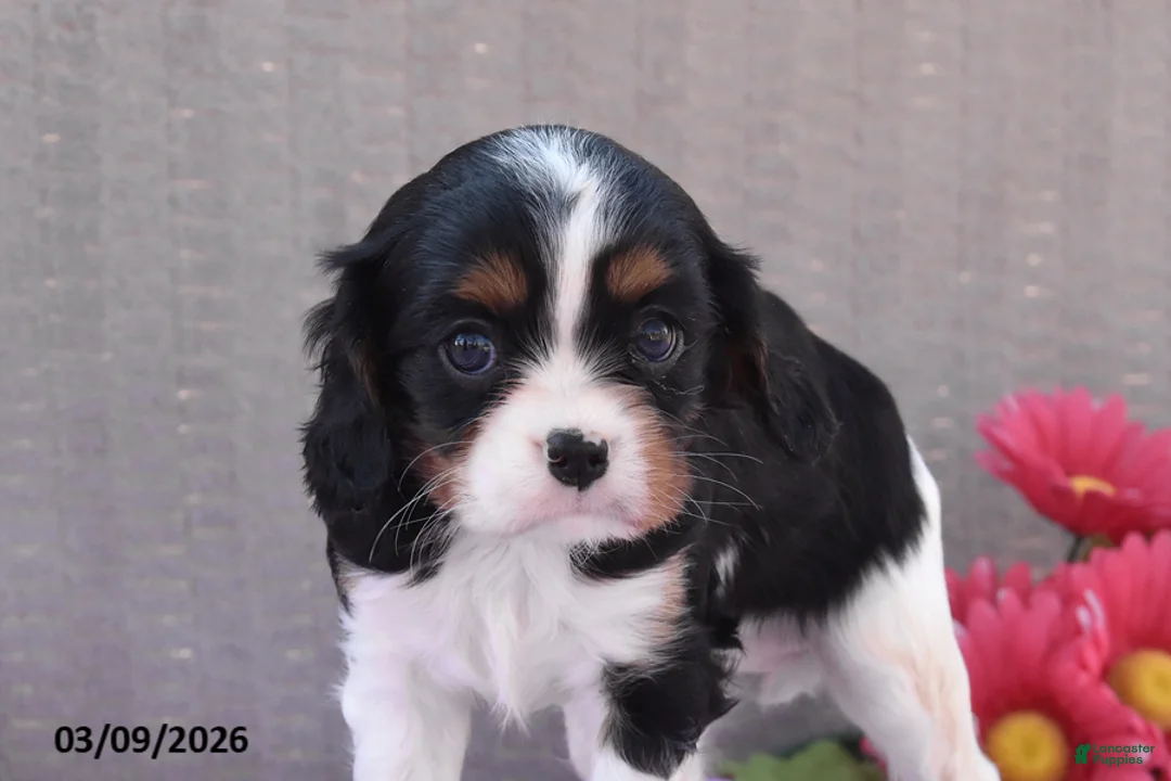 Cavalier King Charles Spaniel dogs for sale: Beverly - Ad 2