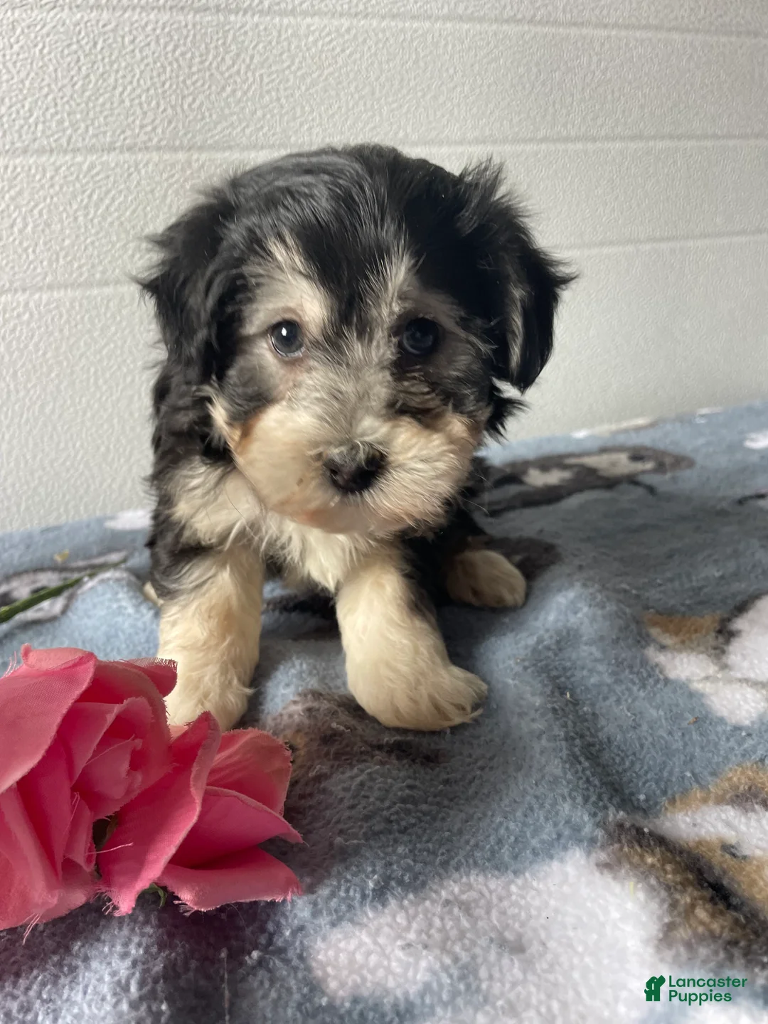 Havapoo dogs for sale: Cecil - Ad 4