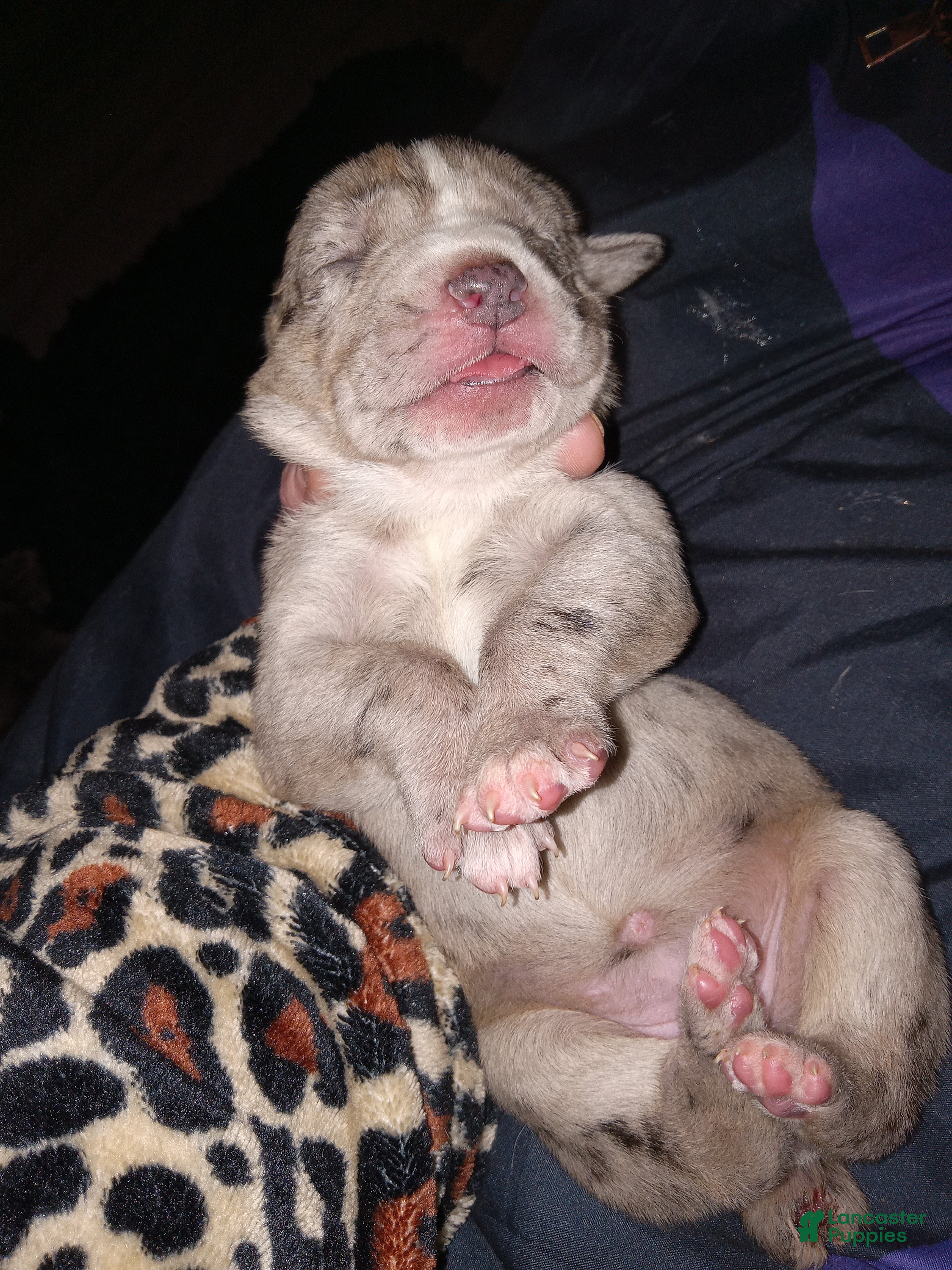 Daniff dogs BIG BABY-Daniff Puppy 7 - Ad 9