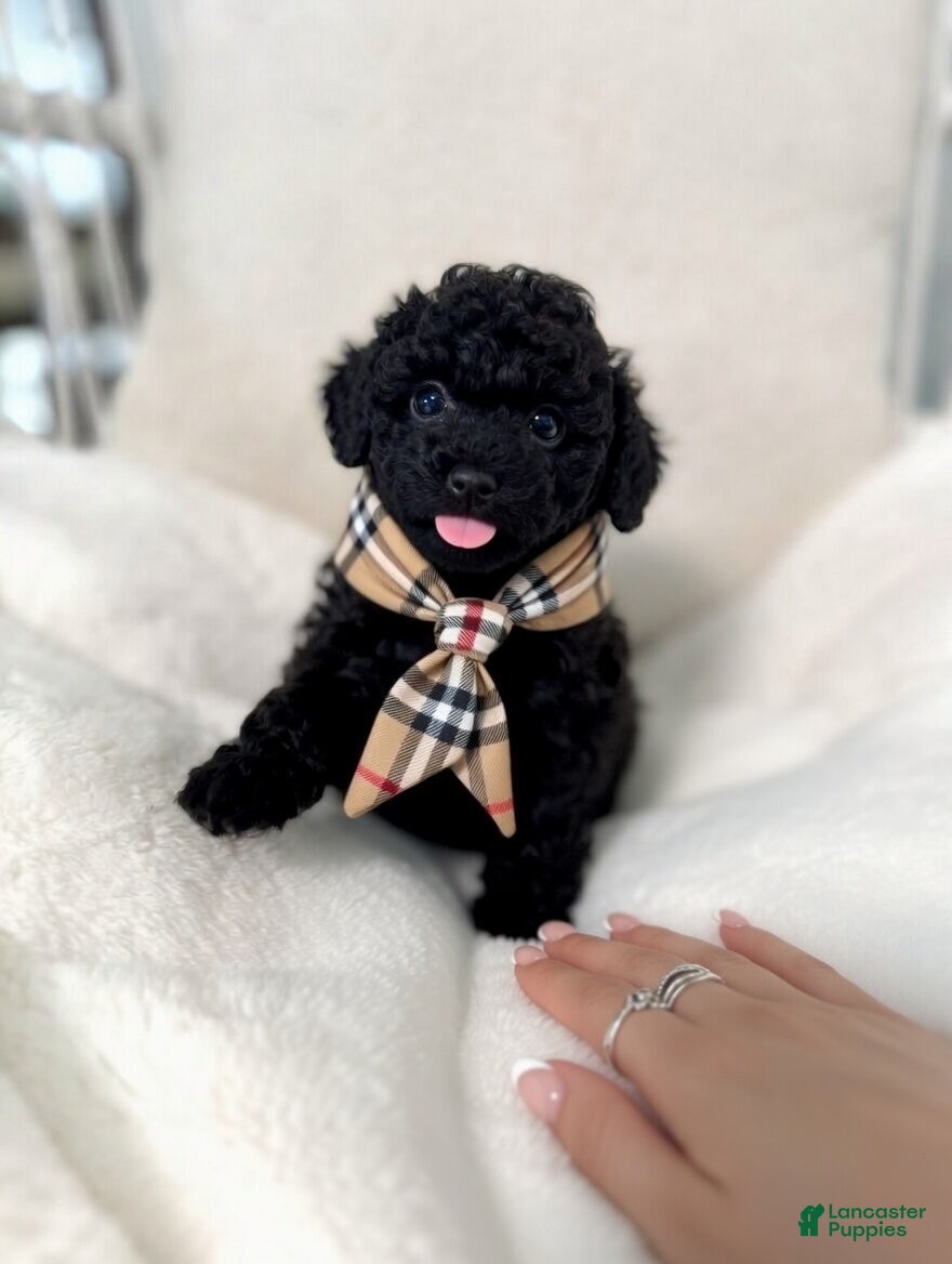 Toy Poodle dogs Batman - Ad 1