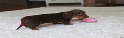 Miniature Dachshund dogs for sale: Olivia - Ad 10