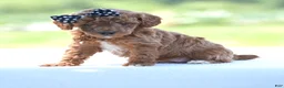 Miniature Poodle dogs for sale: Roxy - Ad 6