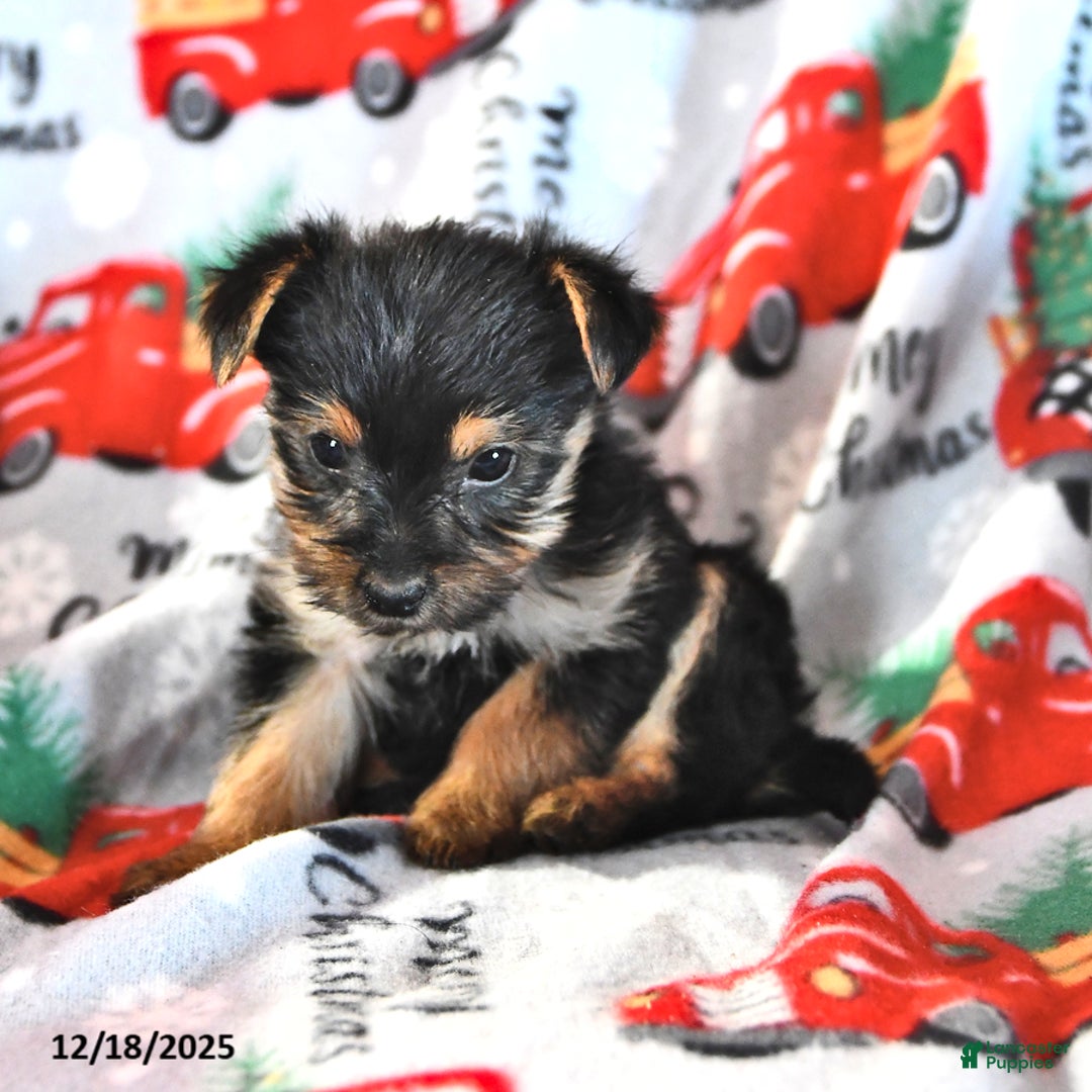 Morkie dogs for sale: Miles - Ad 4