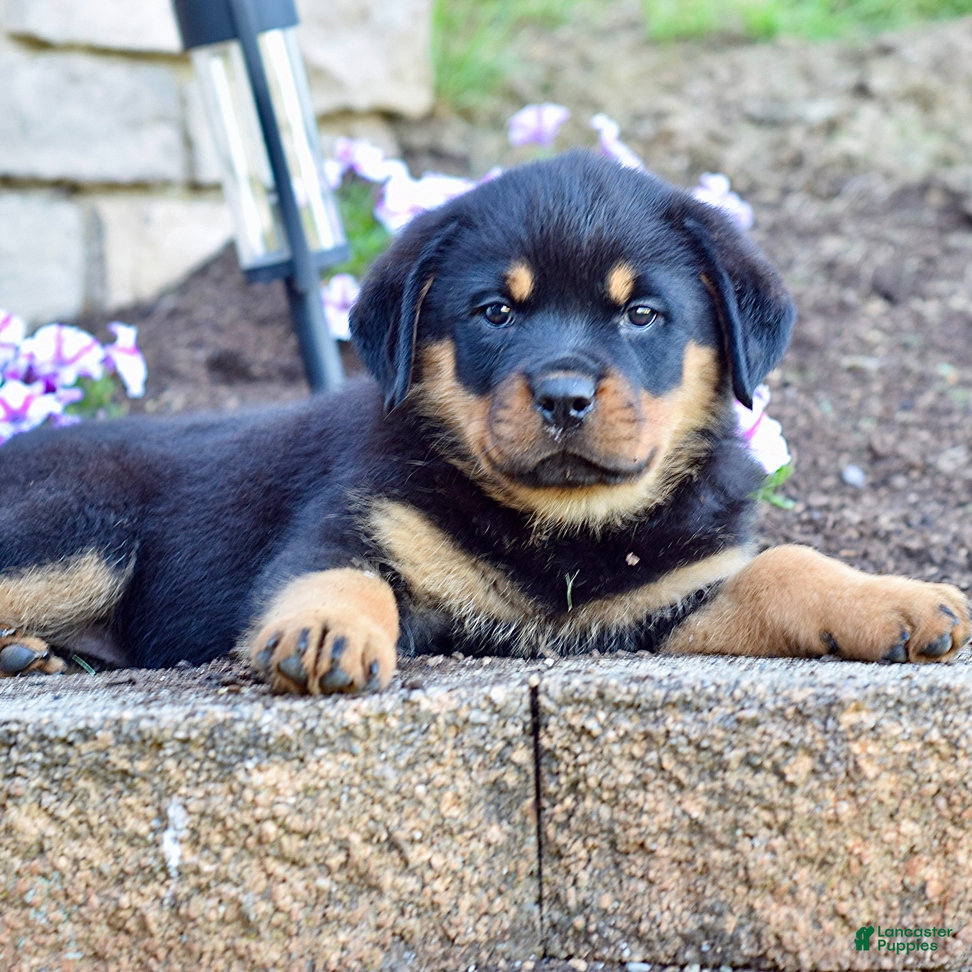 Rottweiler dogs Rose - Ad 1