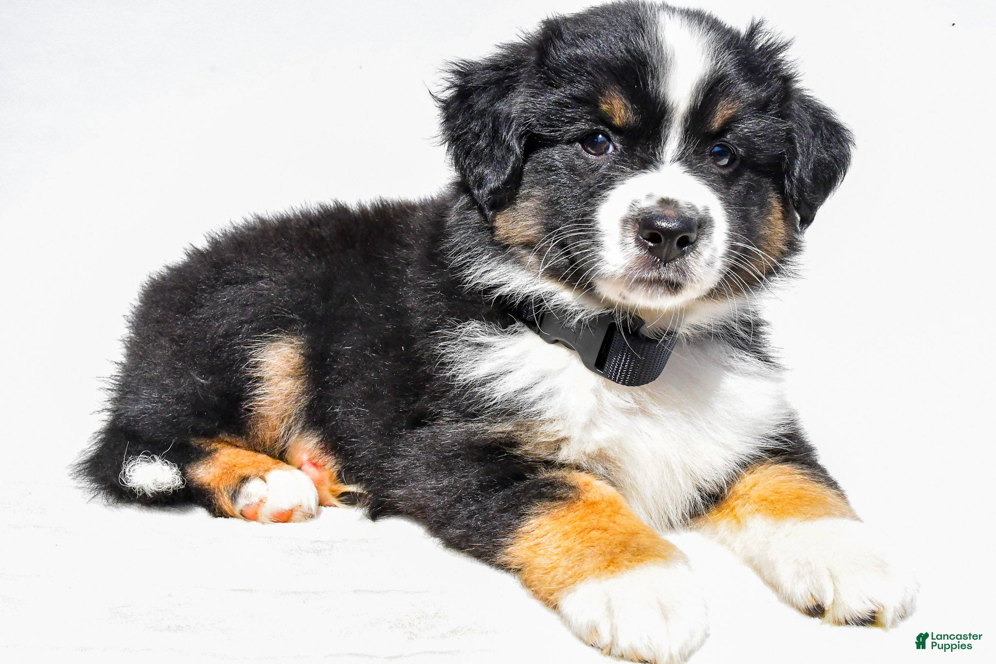 Miniature Australian Shepherd dogs Zelma - Ad 1