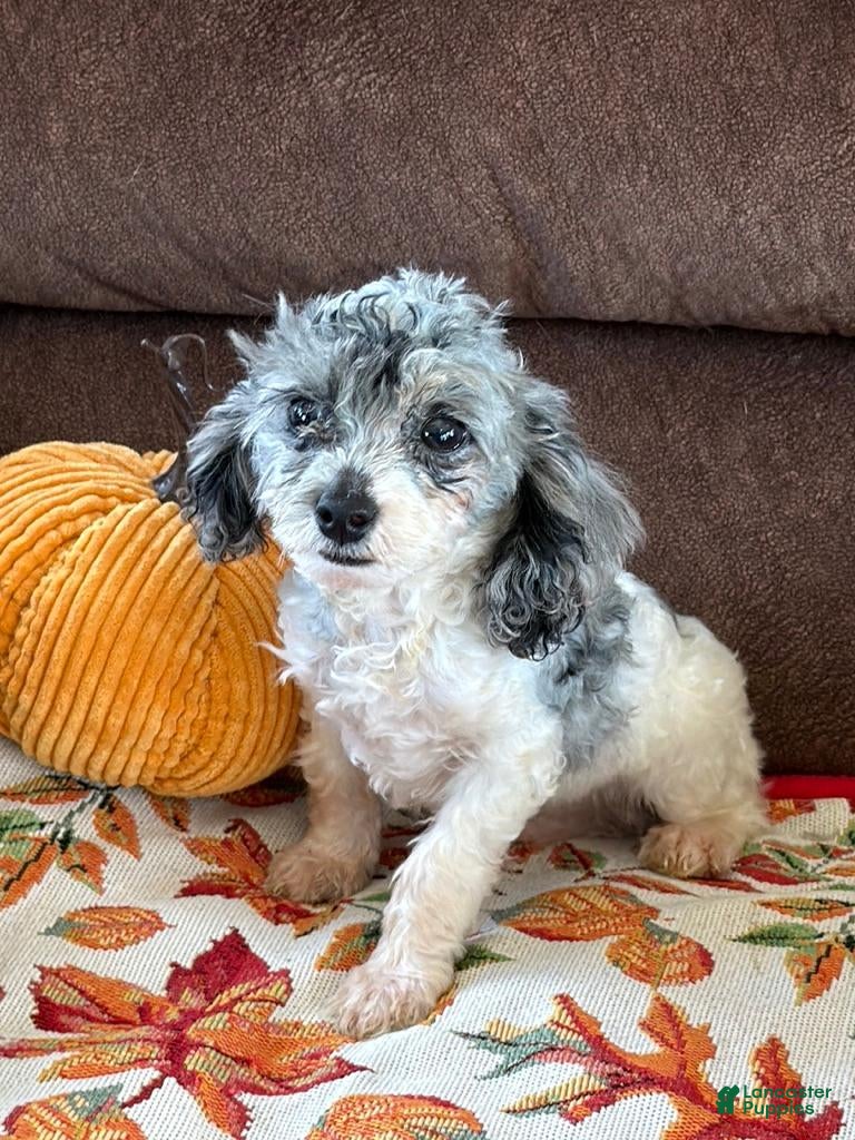 Cockapoo dogs Buttons - Ad 6