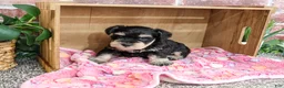 Miniature Schnauzer dogs for sale: Crystal - Ad 4