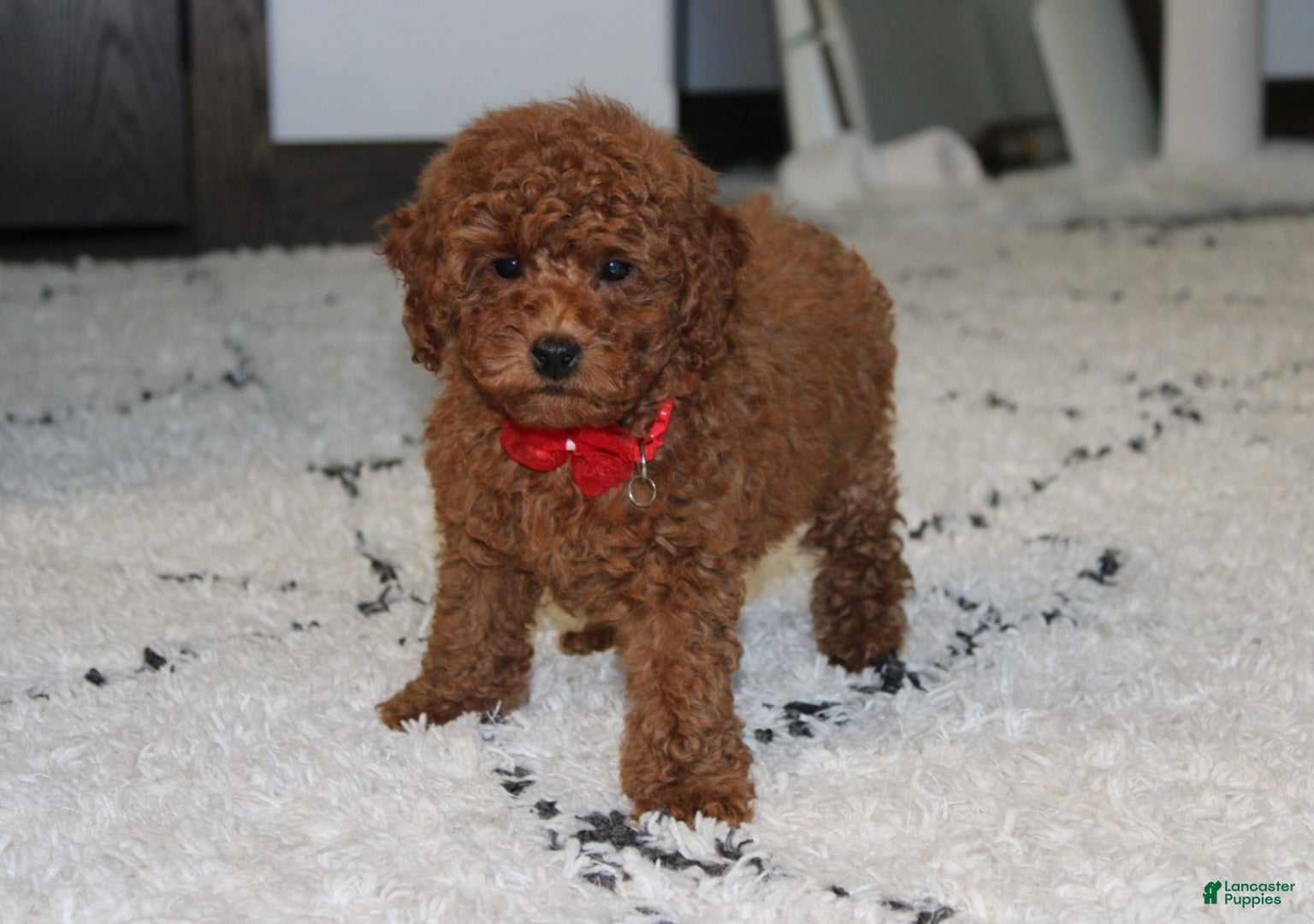 Toy Poodle dogs Arlo - Ad 1