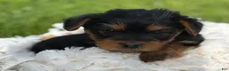 Yorkshire Terrier dogs for sale: Mocha - Ad 13