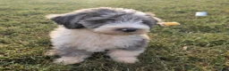 Aussiedoodle dogs for sale: Notman - Ad 4